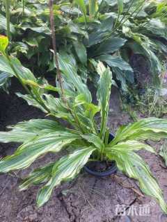 高度20厘米花叶玉簪