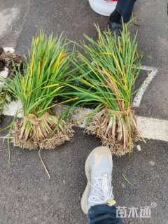 高度30厘米紫娇花