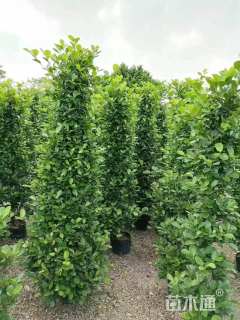 高度100厘米火山榕