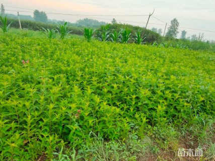 高度60厘米红王子锦带