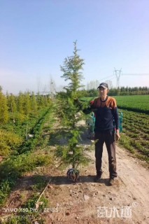 高度100厘米雪松