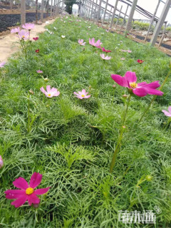 波斯菊