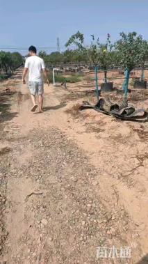 高度220厘米月季