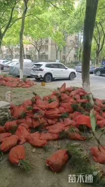 高度20厘米麦冬