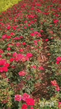 高度50厘米大花月季