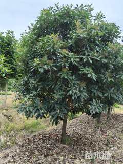 高度300厘米中华石楠