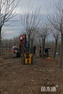 15公分金叶白蜡