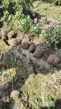 高度30厘米夏鹃