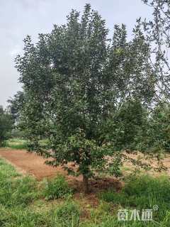 11公分绚丽海棠