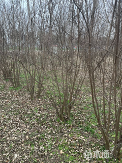 高度280厘米丛生紫薇