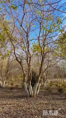 50公分(4杆)丛生乌桕