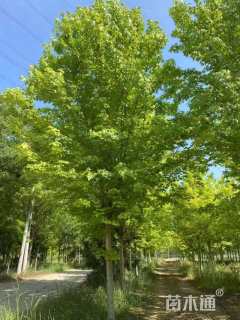 15公分美国红枫