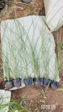 高度40厘米细叶芒