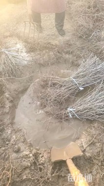 高度120厘米酸枣