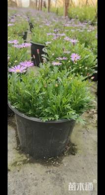 高度15厘米姬小菊