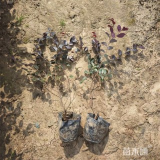 高度40厘米红花继木