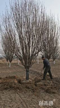 10公分西府海棠