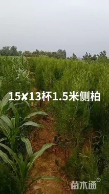 高度400厘米侧柏