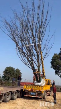 80公分(5杆)丛生榉树