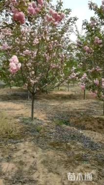 15公分日本晚樱