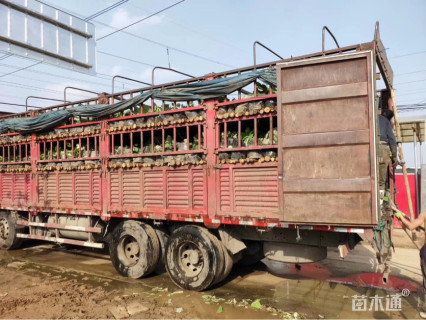 高度40厘米荷花