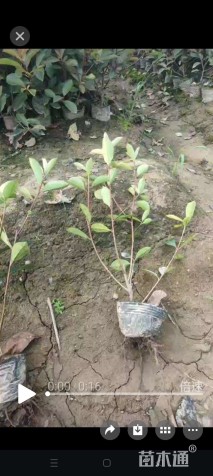 0.1公分红叶石楠