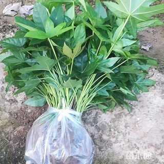 高度40厘米八角金盘