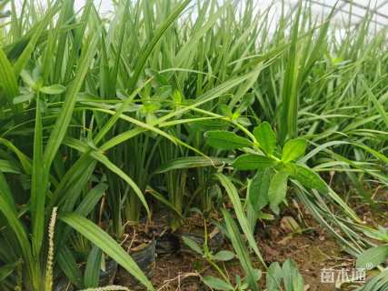 高度20厘米吉祥草