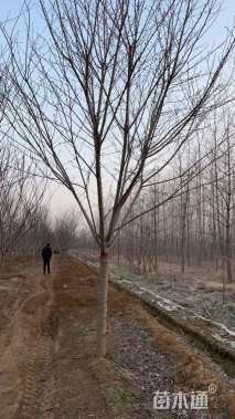 12公分染井吉野樱