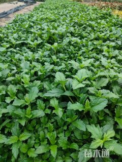 高度20厘米蟛蜞菊