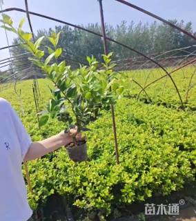 高度50厘米金叶女贞小苗