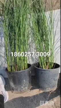 高度60厘米细叶芒