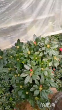 高度30厘米红花继木