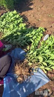 高度100厘米红王子锦带