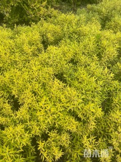 高度40厘米金叶莸