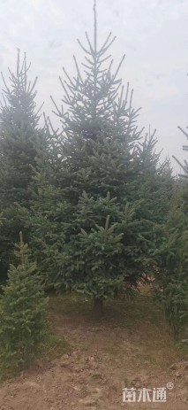 高度200厘米云杉