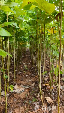 高度180厘米马褂木小苗