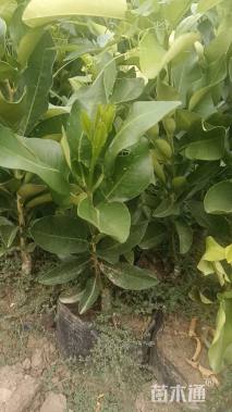 高度30厘米红心柚