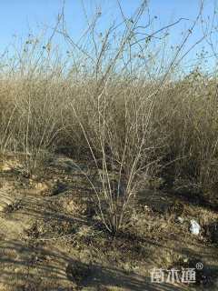 高度150厘米金银木