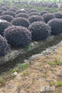 冠幅80厘米红花继木球