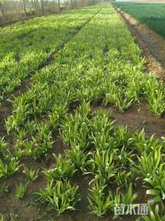 高度30厘米鸢尾