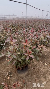 冠幅70厘米红叶石楠球