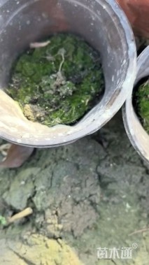 容器苗苔藓