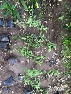 高度40厘米大叶黄杨小苗