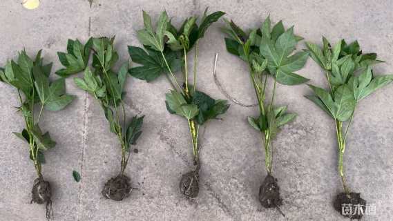 高度40厘米八角金盘