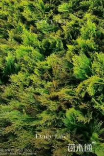 高度50厘米洒金柏