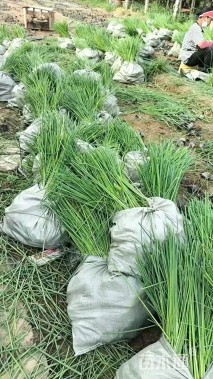 高度40厘米水葱