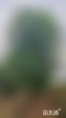 高度100厘米丛生美国红枫