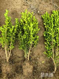 高度40厘米瓜子黄杨小苗