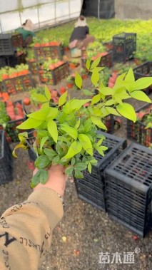 高度20厘米火焰南天竹